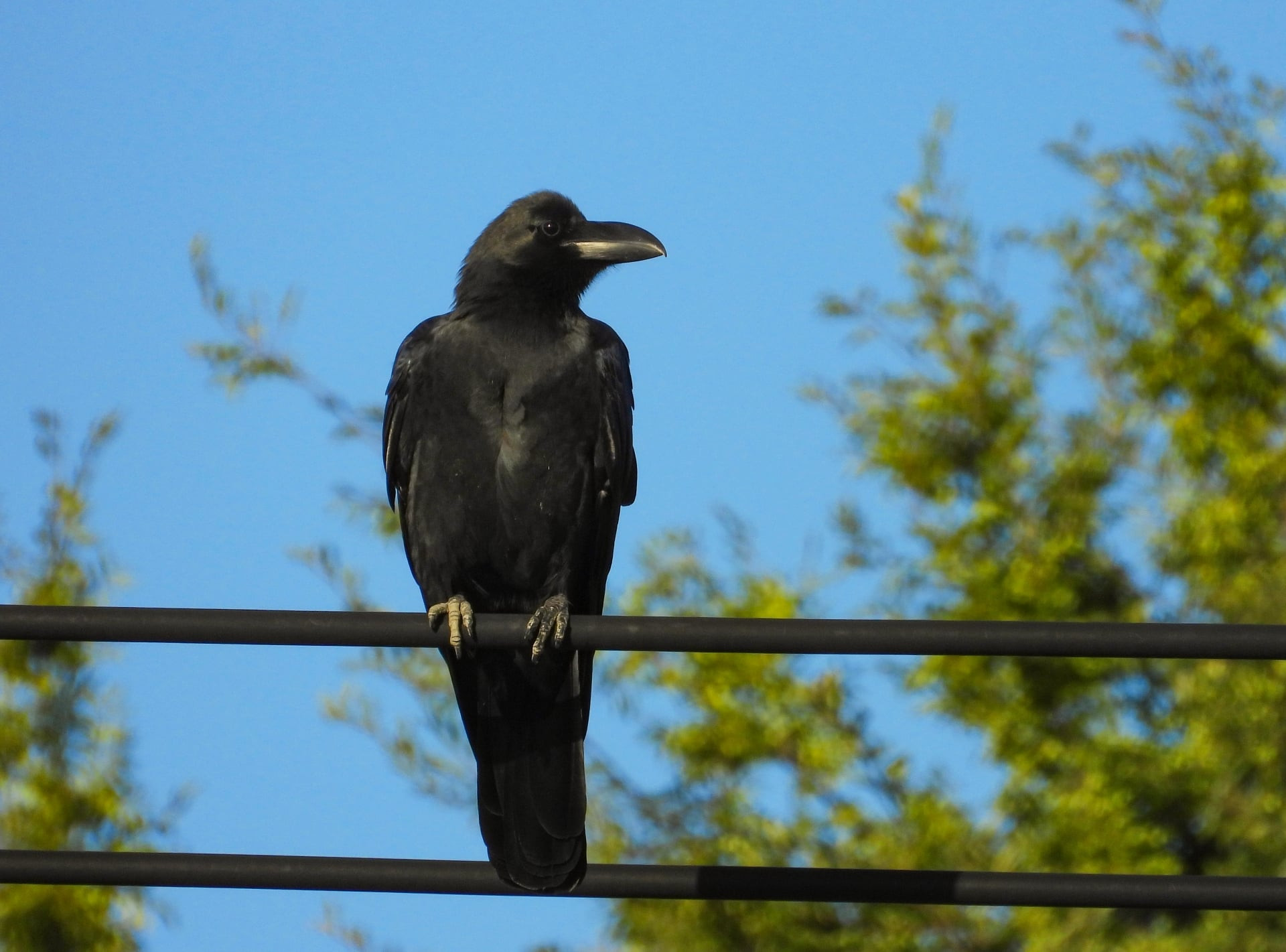 なぜ豊岡での暮らしは、大阪よりカラスが気にならないのか？ 音が