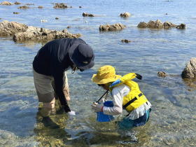 磯の生き物観察